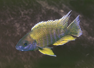 Aulonocara jacobfreibergi 'Mara Rocks'